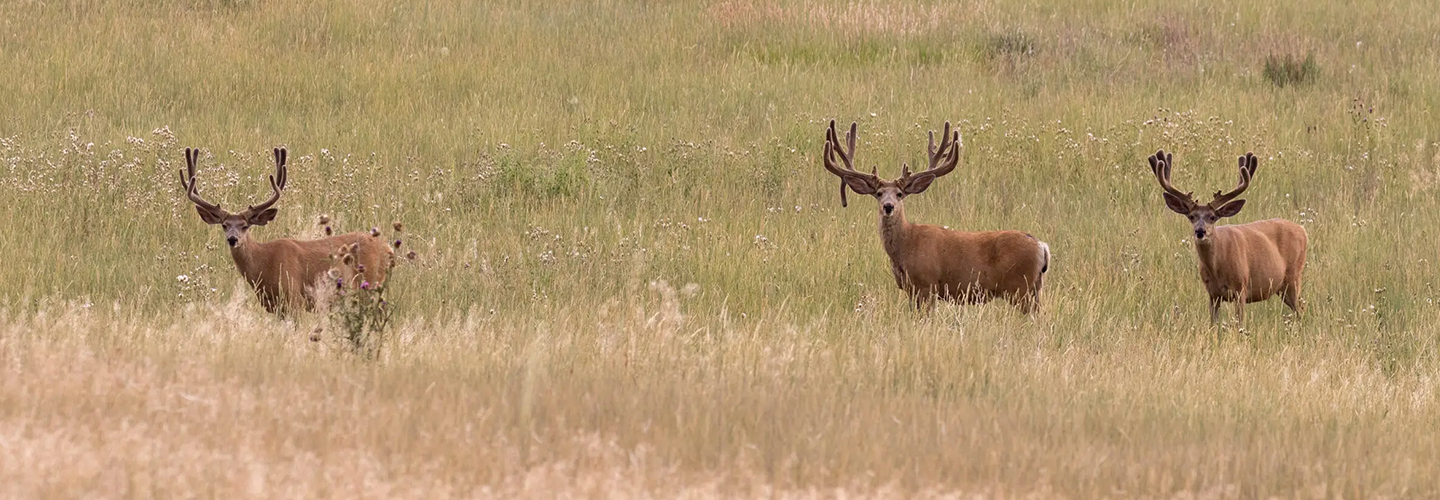 Ariat WSTR Welcomes Mule Deer Foundation