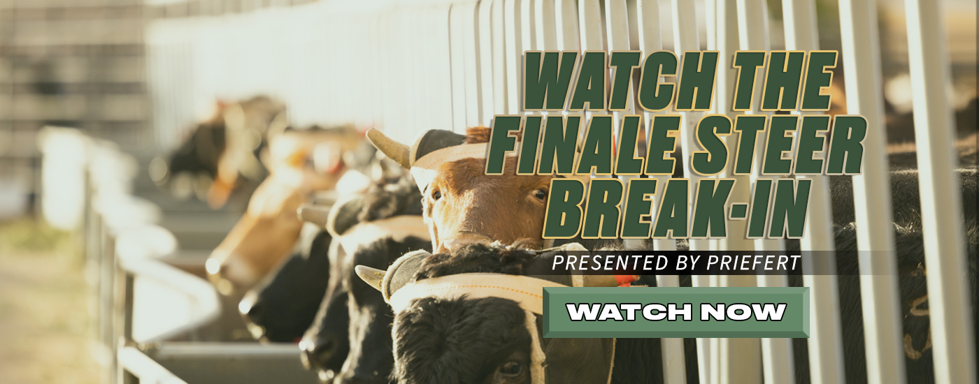  Watch the Ariat Finale XVII Steer Break-in Process!